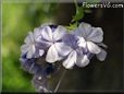 blue plumbago