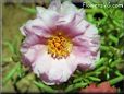 portulaca flower picture