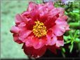 portulaca flower picture