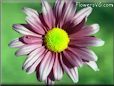 daisy flower pictures