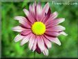 purple daisy flower picture