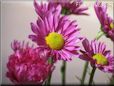 purple daisy flower picture