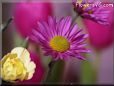 purple daisy flower picture