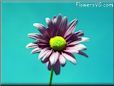 purple daisy flower picture