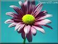 purple daisy flower picture