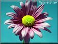 purple daisy flower picture