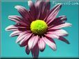 purple daisy flower picture