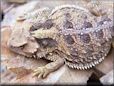 horned toad lizard