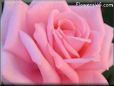 rose bright pink closeup