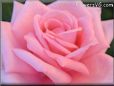 rose bright pink flower
