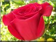 rose bright red bush bloomed large