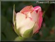 rose bright red white small garden flower