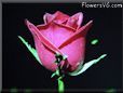 rose dark pink black background