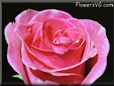 rose dark pink photograph