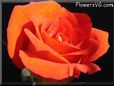 rose flower orange