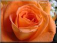 rose flower orange close up bloomed