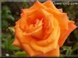 rose flower orange garden water drops