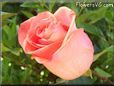 rose light orange beautiful