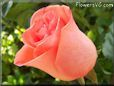 rose light orange beautiful flower