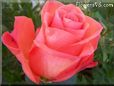 rose light orange flower garden