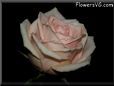 rose light pink white beautiful cut