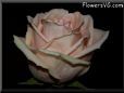 rose light pink white beautiful cut flower