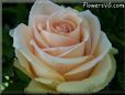 rose light pink white beautiful flower close up