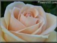 rose light pink white beautiful flower closeup