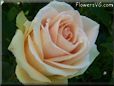 rose light pink white bloomed