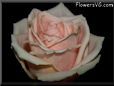 rose light pink white cut_beautiful flower