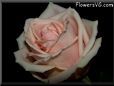 rose light pink white cut black background