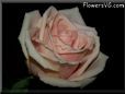 rose light pink white cut flower