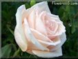 rose light pink white garden big bloom