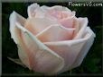 rose light pink white garden big flower