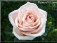 rose light pink white garden bloom