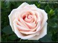 rose light pink white garden bloomed