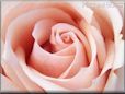 rose light pink white garden flower