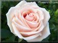 rose light pink white garden large flower