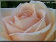 rose light pink white large bloomed