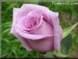 rose light purple beautiful