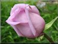 rose light purple beautiful flower