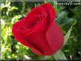 rose maroon beautiful