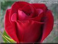 rose maroon beautiful side view