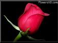 rose maroon black