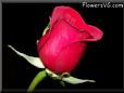 rose maroon black background