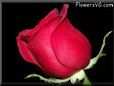rose maroon black closeup