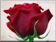 rose maroon close up