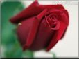 rose maroon white background