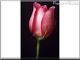 rose pink flower short stem