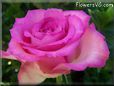 rose pink white beautiful